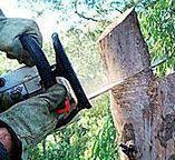 Best Tree Preservation Services  in Hallam, PA