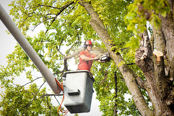 Best Hazardous Tree Removal  in Hallam, PA