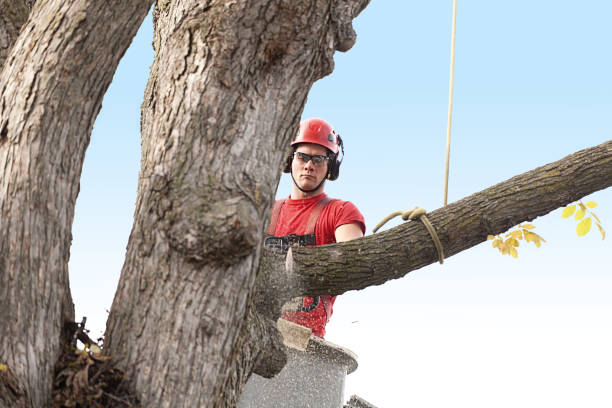 Best Pest Control for Lawns  in Hallam, PA